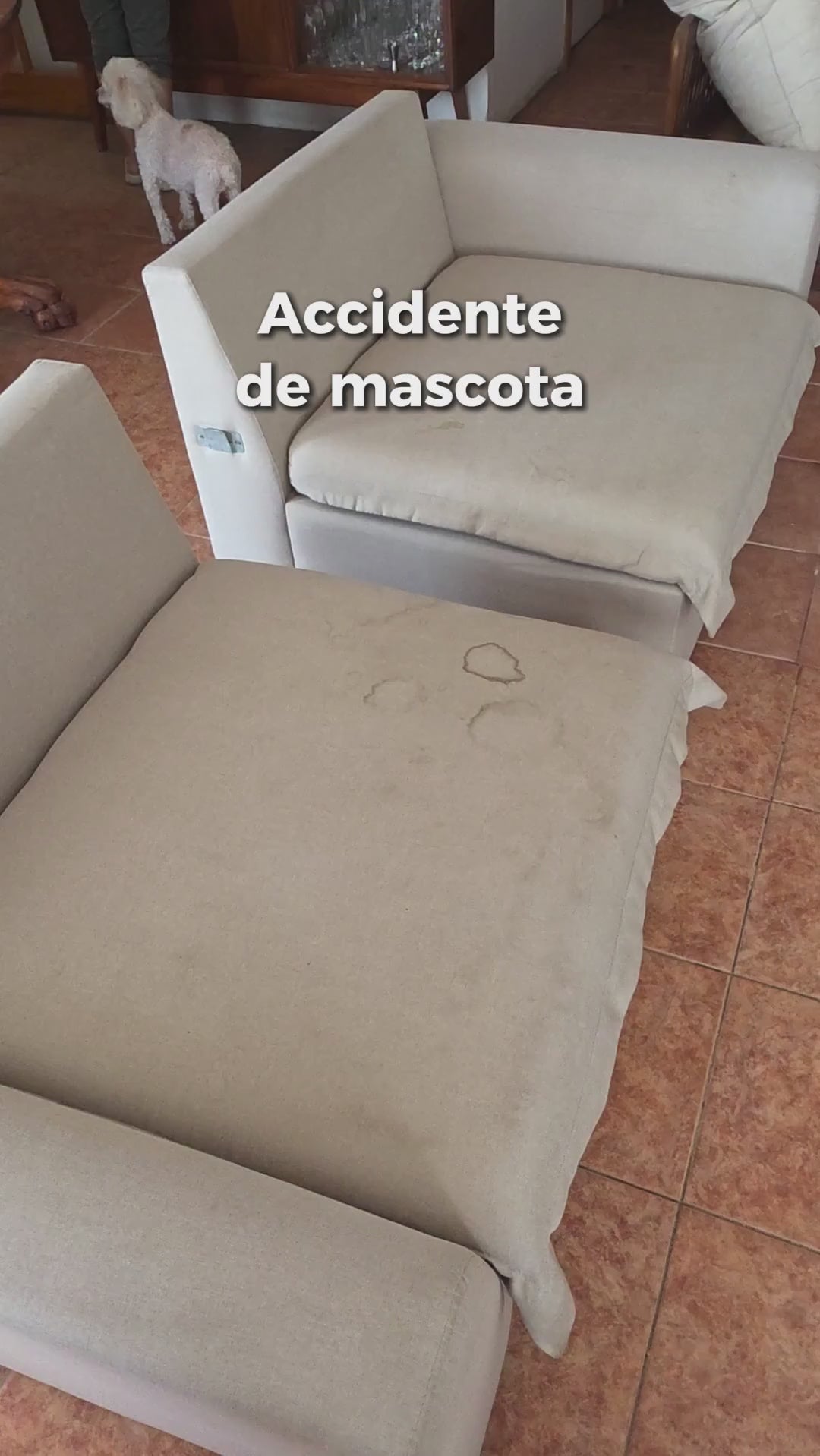 Urine Pro Más Limpiecito eliminando manchas y olor a orina de mascotas en tapices
